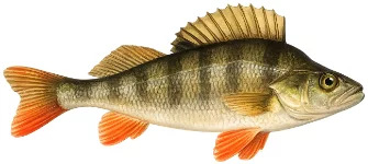 Perche commune (Perca fluviatilis)