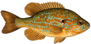 Perche soleil (Lepomis gibbosus)