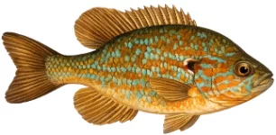 Perche soleil (Lepomis gibbosus)