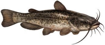 Poisson-chat (Ameiurus melas)