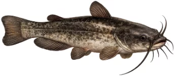 Poisson-chat (Ameiurus melas)