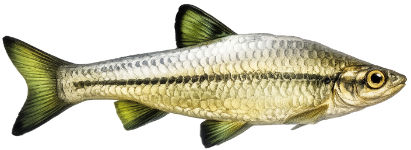 Pseudorasbora (Pseudorasbora parva)