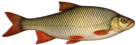 Rotengle (Scardinius erythrophthalmus)