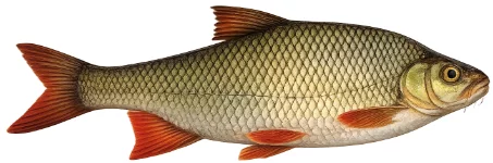 Rotengle (Scardinius erythrophthalmus)