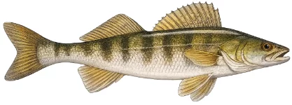 Sandre (Sander lucioperca)