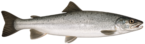 Saumon atlantique (Salmo salar)