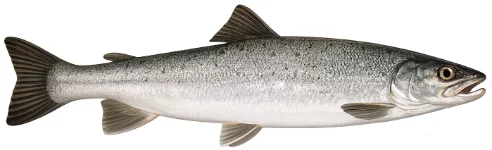 Saumon atlantique (Salmo salar)