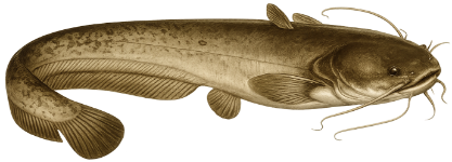 Silure glane (Silurus glanis)