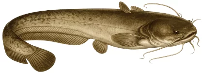 Silure glane (Silurus glanis)