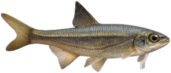 Spirlin (Alburnoides bipunctatus)