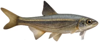 Spirlin (Alburnoides bipunctatus)