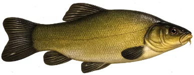 Tanche (Tinca tinca)