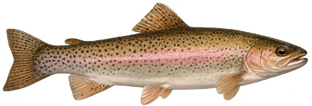 Truite arc-en-ciel (Oncorhynchus mykiss)
