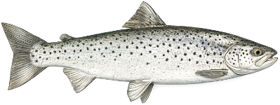 Truite de mer (Salmo trutta)