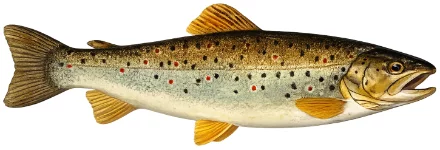 Truite fario (Salmo trutta fario)