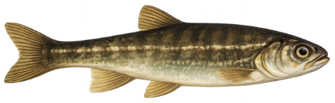 Vairon (Phoxinus phoxinus)