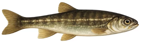 Vairon (Phoxinus phoxinus)