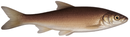 Vandoise (Leuciscus leuciscus)