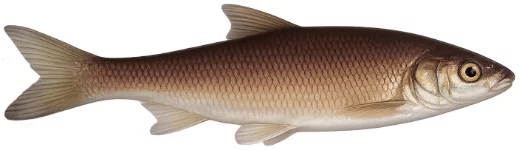 Vandoise (Leuciscus leuciscus)